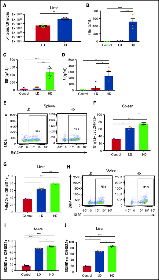 Viral load modulates NK cell activation and phenotype after acute MCMV infection. (A) Viral loads in livers of C57BL/6 mice at day 6 after LD (2 × 103 PFU) or HD (2 × 104 PFU) MCMV infection determined by quantitative PCR of the IE1 gene copy number per 100 ng of DNA. (B-D) Serum proinflammatory cytokines on day 6 after LD and HD MCMV infection. (E) Representative dot plots of Thy1.2 expression on NK cells on postinfection day 6, quantified in the spleen (F) and liver (G). (H) Representative dot plots of KLRG1 expression on NK cells on postinfection day 6, quantified in the spleen (I) and liver (J). (K) Representative staining of Ly49H+ NK cells in the spleen (L) and liver (M) on post-MCMV infection day 6. Means ± standard error of the mean are shown for 3 or 4 mice per group, representative of 2 experiments. *P < .05; **P < .01; ***P < .001; ****P < .0001, by Student t test or 1-way ANOVA with Tukey post hoc test.