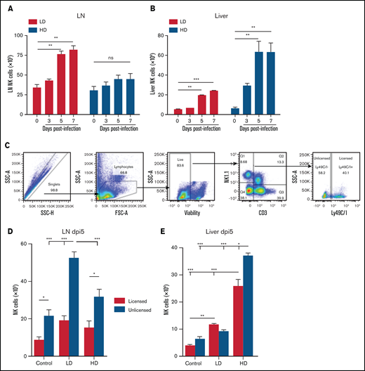 HD infection leads to loss of differential NK subset localization patterns. Time course of the absolute number of NK cells (CD3-NK1.1+) in the LNs (A) and liver (B), of C57BL/6 at different post-MCMV infection time points. Control (day 0) mice were mock infected by receiving 0.2 mL of RPMI IP, whereas LD-infected mice were infected with 2 × 103 PFU MCMV in 0.2 mL of RPMI IP, or HD-infected mice were infected with 2 × 104 PFU MCMV in 0.2 mL of RPMI IP. (C) Gating strategy for splenic unlicensed and licensed NK cells. Licensed: CD3-NK1.1+ cells expressing Ly49C/I; unlicensed: CD3-NK1.1+ cells that do not express Ly49C/I. Absolute number of licensed and unlicensed NK cell subsets in the LNs (D) or liver (E), of C57BL/6 mice on post-MCMV infection day (dpi) 5. Means ± standard error of the mean are shown for 3 or 4 mice per group, representative of 2 experiments. *P < .05; **P < .01; ***P < .001, ns, nonsignificant, by 1- or 2-way ANOVA with Tukey post hoc test.