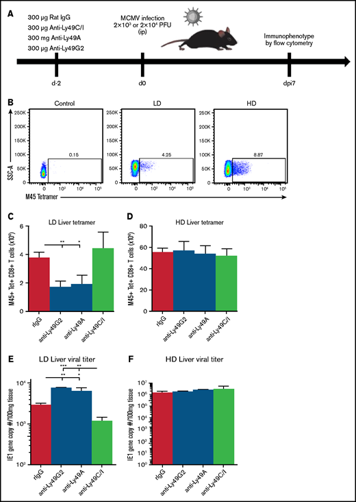 Loss of unlicensed NK subset regulation of adaptive immunity with high viral load. (A) NK cell subset depletion and MCMV challenge. (B) Representative flow staining of M45-tetramer on liver CD3+CD8+ T cells at post-MCMV infection day 7 in control (uninfected) or LD- or HD-infected C57BL/6 mice. Absolute number of M45+CD8+ tetramer T cells in the liver at day 7 post-LD (C) or -HD (D) MCMV infection. Viral load on postinfection day 7 of LD (E) or HD (F) MCMV after NK-cell subset depletion. Means ± standard error of the mean are shown for 3 or 4 mice per group, representative of 2 experiments. One-way ANOVA with Tukey post hoc test, to compare groups. *P < .05; **P < .01; ***P < .001, by 1-way ANOVA with Tukey post hoc test.