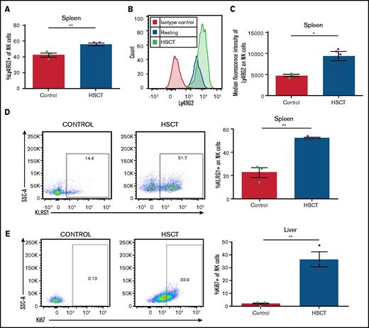 Reconstituting NK cells display an activated phenotype after HSCT. (A) Frequency of Ly49G2+ NK cells at post-HSCT day 13. (B) Representative histogram of Ly49G2 staining on NK cells after HSCT vs resting. (C) MFI of Ly49G2 on splenic NK cells from HSCT mice at post-HSCT day 13. (D) Representative dot plots of KLRG1 on NK cells in resting and HSCT mice (post-HSCT day 13), quantified in a bar graph. (E) Representative dot plots of Ki67 on NK cells quantified in resting and HSCT mice (post-HSCT day 13). Means ± standard error of the mean are shown for 3 or 4 mice per group representative of 2 experiments. *P < .05; **P < .01 , by 1-way ANOVA with Tukey post hoc test.