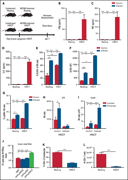 MCMV infection and inflammation is exacerbated in the HSCT environment. (A) Comparison of resting and HSCT mice, with and without MCMV infection (2 × 103 PFU MCMV). The HSCT mice were challenged on post-HSCT day 8. (B-D) Serum proinflammatory cytokines in resting or HSCT mice, with and without MCMV challenge on post-infection day 7. Expression of KLRG1 (E) and KLRG1 (F) MFI on resting and HSCT NK cells at post-infection day 7. (G) Frequency of Ly49H-expressing NK cells in the liver of infected resting and HSCT mice at post-infection day 7. (H) Absolute number of licensed and unlicensed NK-cell subsets in the LN or (I) liver of C57BL/6 mice on post-MCMV infection day 7 in HSCT mice. (J) Viral loads in livers of C57BL/6 HSCT mice at post-LD MCMV infection day 7 determined by qPCR of the IE1 gene copy number per 100 mg of tissue. Frequency (K) and absolute number (L) of splenic CD3+ T cells in resting vs post-HSCT day 15 mice. Means ± standard error of the mean are shown for 3 or 4 mice per group representative of 2 experiments. *P < .05; **P < .01; ***P < .001, by 1-way ANOVA with Tukey post hoc test.
