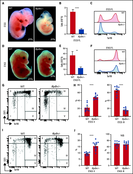 Rpl5+/− mice have a severe block in erythroid differentiation at E12.5 that improves by E14.5. (A) Timed WT x Rpl5+/− matings were set up to collect E12.5 and E14.5 embryos. E12.5 Rpl5+/− embryos were generally growth retarded and pale. (B) Mutant E12.5 embryos displayed a marked reduction in FL cellularity, with fewer FL Ter119+ cells (C). (D) E14.5 mutant embryos had improved growth, pallor, and FL cellularity (E) and increased Ter119+ cells (F). (G) Analysis of red cell differentiation by CD71 and Ter119 showed a significant delay in the transition from population 2 to 3 in the FL of Rpl5+/− mice at E12.5 (quantified in panel H). A similar analysis conducted on E14.5 FL cells showed an improvement in the E12.5 differentiation block (I), with no difference in population 3 at this stage (J). E12.5 WT n = 9, Rpl5+/− n = 9 (3 separate litters); E14.5 WT n = 9, Rpl5+/− n = 12 (4 separate litters). **P < .01; ****P < .0001, WT vs Rpl5+/− mice.