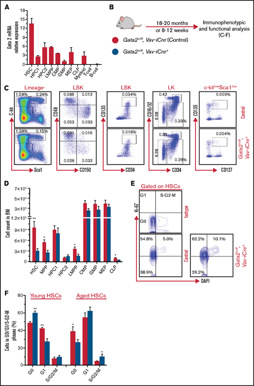 Long-term Gata2 haploinsufficiency enhances HSC proliferation, decreases HSC abundance, and causes a reduction in common lymphoid progenitors. (A) Relative expression of Gata2 mRNA in purified hematopoietic compartments, including HSCs (LSK_CD150+CD48−), HPC1 (LSK_CD150−CD48+), HPC2 (LSK_CD150+CD48+), LMPP (LSK_CD34+CD135hi), CMP (LK_CD34+CD16/32−), GMP (LK_CD34+CD16/32+), MEP (LK_CD34−CD16/32−), CLP (Lin−c-kitloSca1loCD127+CD135+), myeloid cells (Mac1+Gr1+), T cells (CD3ε), and B cells (B220). n = 2 replicates per population. (B) Experimental design for analysis of long-term and short-term Gata2 haploinsufficiency. Gata2+/fl; Vav-iCre− (control) and Gata2+/fl; Vav-iCre+ mice were analyzed at 18 to 20 months and at 8 to 12 weeks old. (C-D) Representative immunophenotypic HSPC analysis and gating scheme for Gata2 +/fl; Vav-iCre− (control) and Gata2+/fl; Vav-iCre+ mice at 18 to 20 months (C) and absolute cell count of primitive and committed hematopoietic populations (D) from control (n = 9) and Gata2+/fl; Vav-iCre+ (n = 7) mice. MPPs are LSK_CD150−CD48−. Percentages represent a frequency of live nucleated BM cells. Data from 3 independent experiments. (E) Representative flow cytometry plots for cell cycle analysis of BM HSCs from Gata2+/fl; Vav-iCre− (control) and Gata2+/fl; Vav-iCre+ mice at 18 to 20 months using Ki-67/4′,6-diamidino-2-phenylindole (DAPI). Bivariate plots showing the frequency of HSCs in G0 (Ki-67−DAPI−), G1 (Ki-67+DAPI−), and S/G2/M (Ki-67+DAPI+) phases from control (n = 9) and Gata2+/fl; Vav-iCre+ (n = 7) mice from 3 independent experiments. (F) The percentage of BM HSCs in G0, G1, and S/G2/M cell cycle phases from aged mice (n = 9 control and 7 Gata2+/fl; Vav-iCre+) and young mice (n = 6 for each genotype) from 3 independent experiments for each condition. Data presented as mean ± standard error of the mean (SEM). Statistical analysis is performed using Mann-Whitney U test. Significant data: *P < .05; **P < .01; ***P < .001.