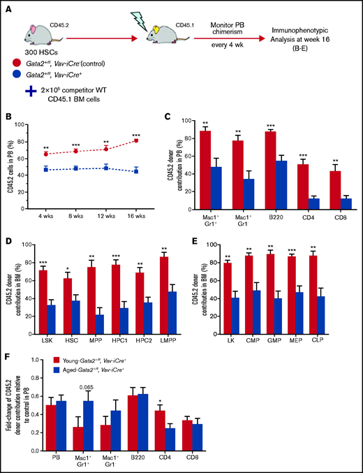 Elderly Gata2 haploinsufficient HSCs have a functional defect in reconstitution of multilineage hematopoietic compartments with a myeloid bias. (A) Schematic representation of competitive HSC transplantation experiment. Three hundred HSCs from aged control or Gata2+/fl; Vav-iCre+ mice (CD45.2+) together with 2 × 105 unfractionated BM competitor cells (CD45.1+) were transplanted into lethally irradiated (9.5 Gy) recipient mice (CD45.1+). Four independent biological replicates were used for each genotype. Donor chimerism in PB was tested every 4 weeks until week 16 after transplant. (B) Proportion of CD45.2 donor-derived cells in PB after transplantation of donor cells from control (n = 8 recipients) or Gata2+/fl; Vav-iCre+ mice (n = 8 recipients). (C-E) Percentages of CD45.2 donor-derived cells contribution to mature cells in PB (C) BM HSPCs (D) and BM committed myeloid/lymphoid progenitors (E) at week 16 after transplantation of control or Gata2+/fl; Vav-iCre+ donor cells. n = 8 recipients for each genotype from 2 independent experiments. (F) Fold change ratios of CD45.2 donor-derived cell contribution to mature PB cells in aged mice (n = 8 control and 8 Gata2+/fl; Vav-iCre+) in relation to young mice (n = 8 control and 8 Gata2+/fl; Vav-iCre+) donor cells after normalizing to their control counterparts. 2 to 3 independent experiments were performed for each condition. Data is presented as mean ± SEM. Statistical analysis is performed using the Mann-Whitney U test. Significant data: *P < .05; **P < .01; ***P < .001.