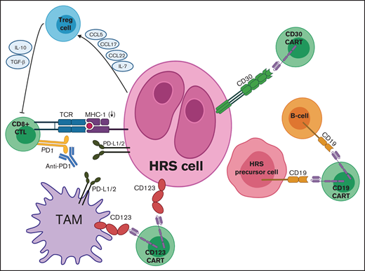 Targets for adoptive T-cell immunotherapies in cHL. Mechanisms of immune evasion depicted include PD-L1 expression by HRS cells and TAMs, downregulation of MHC (also known as HLA), and secretion of various chemokines and cytokines by HRS cells to recruit Treg cells. Adoptive immunotherapy strategies include CD30 CAR T cells, CD19 CAR T cells, and CD123 CAR T cells, which can be combined with PD1 inhibitors to counteract checkpoint blockade. CCL, chemokine (C-C) ligand; TCR, T-cell receptor.