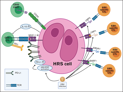 TME in EBV+ cHL and targets for adoptive T-cell immunotherapies. EBV infection is associated with various immune evasion strategies in cHL. (1) EBV infection induces JAK-STAT pathway activation, which leads to increased PD-L1 expression on HRS cells. (2) EBV-infected HRS cells express only the weakly immunogenic EBV antigens (EBNA1, LMP1, LMP2, and BARF1) in a type II latency pattern. (3) EBV+ HRS cells secrete IL-10, which inhibits CTLs directed at viral antigens. Adoptive immunotherapy strategies for EBV+ cHL include autologous and allogeneic EBV-specific CTLs and CAR T cells directed against viral antigens. JAK-STAT, Janus-associated kinase-signal transducer and activator of transcription; TCR, T-cell receptor.