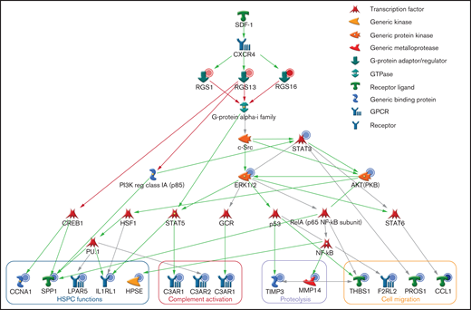 Proposed regulatory pathways of R4 RGS in HSPCs. The molecular network of RGS1, RGS13, and RGS16 downstream of SDF-1/CXCR4 and Gαi was generated by MetaCore with the integration of our gene expression and functional data. The red and blue circles represent up- and downregulation of gene expression/protein activity. The green, red, and gray arrows indicate positive, negative, and unspecified interactions between objects, respectively. The effector genes were categorized by functions.