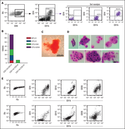 Dissection of myeloid-erythroid progenitor activity in the CD45+ fraction from EB cultures. (A) Staining of EB cultures maintained in the 6-cytokine cocktail with antibodies against CD14 and CD11b evidenced at least 3 discrete population. These were purified using FACS (reanalysis of purity shown) and plated at equal numbers into methylcellulose supplemented with myelo-erythroid lineage-inducing cytokines. (B) Methylcellulose colonies were enumerated at day 10 of culture. (C) Bright-field image of the most primitive colony type, CFU-GEM, from the CD14CD11b DN sort. (D) Individual colonies from the methylcellulose cultures of CD11bCD14 DN sorted cells were cytospun onto glass slides and stained with Wright-Giemsa kit HEMA 3 (Fisher Scientific) (7 colonies shown) and (E) evaluated by flow cytometry for the expression of CD11b, CD11c, CD14, and CD235 (2 representative colonies shown). BFU-E, burst-forming unit-erythroid; CFU- colony forming unit; E, erythrocyte; G, granulocyte; GEM, granulocyte, erythrocyte, and monocyte; GM, granulocyte and monocyte; M, monocyte.
