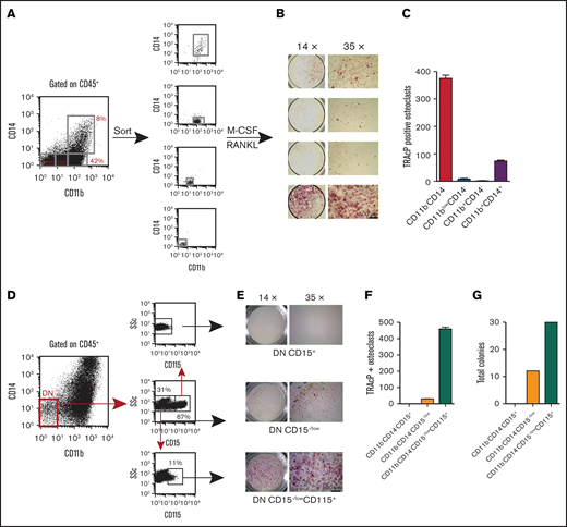 Evaluation of osteoclast progenitor populations in the CD45+ fraction from EB cultures. (A) Four discrete populations defined by their expression of CD11b and CD14 were sorted to purity and plated in triplicate at equal numbers (4 K). They were then cultured in M-CSF and RANKL for 14 days. (B-C) TRAcP+ cells generated from each population were photographed at ×14 and ×35 magnification and enumerated. Most of the osteoclastogenic activity was contained in the CD11bCD14 DN population. (D) The DN population was further dissected with CD15 and sorted into CD15+ and CD15−/low. The latter population contained a small population expressing CD115. These populations were sorted and plated at equal numbers into (E-F) osteoclast inducing media and (G) myeloid-erythroid methylcellulose for 10 days. TRAcP+ osteoclasts and colonies were enumerated. TRAcP-stained wells were imaged using a LeciaEZ4D stereomicroscope.