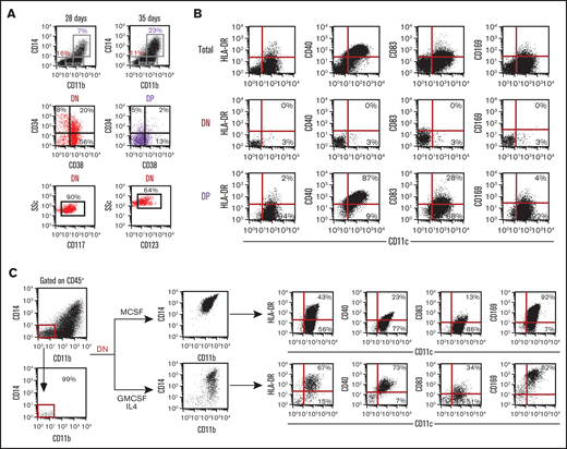 Macrophage and dendritic cell potential of DN cells. (A) Progression of EB cultures, in the 6-cytokine cocktail, from day 28 to 35 shows continued maintenance of the DN population. FACS analysis of the DN and DP population for HSC markers (CD34 and CD38) and myeloid progenitor markers (CD117 and CD123). (B) Day 40 EB cytokine 6 cultures CD11bCD14 DN and DP populations were evaluated for the expression of macrophage and dendritic cell markers CD169, CCR2, HLA-DR, CD40, and CD83 in the context of CD11c. (C) To assess the potential of the DN progenitor population to generate macrophages and DCs, sorted DN cells were expanded in either MCSF or GMCSF + IL4 and then analyzed for upregulation of CD11b and CD14 along with CD169, HLA-DR, CD40, and CD83 in the context of CD11c.