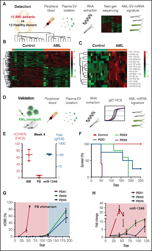 Identification of AML miRNA signature from patients’ plasma EVs . (A) Workflow for characterization of EVs miRNA content. The RNA content of EVs from blood plasma collected from 12 AML patients and 12 healthy donors were sequenced using Nextseq500 analyzer. (B) Heat map showing the 243 differentially expressed miRNA between the AML patients (orange) and the healthy donors (green) groups. (C) Heat map showing the AML signature composed of 15 miRNAs uniquely upregulated in the AML patients (orange) vs the healthy donors (green). (D) Workflow for validation of miR-1246, a candidate miRNA among the AML signature. Molm-14 cells or PDXs were executed, and miR-1246 levels were measured in the blood plasma EVs by quantitative polymerase chain reaction (qPCR). (E) Correlative analysis at 4 weeks in Molm-14 xenografted mice between human CD45 levels measured by flow cytometer in both the PB and BM (red), and miR-1246 levels measured by qPCR and normalized to U6 control (blue). (F) Survival curve of PDXs (n = 5 per group; PDX1, PDX2, and PDX5). (G) Flow cytometer analysis showing PB chimerism represented by hCD45 levels over time in mice (n = 5 per group) xenografted with PDX1, PDX2, and PDX5. (H) qPCR analysis showing fold change of miR-1246 over time in PDX1 (red), PDX2 (blue), and PDX5 (green) relative to week 2. Data were normalized to U6 control (dCT), and fold change was determined relative to nonengrafted controls (ddCT).