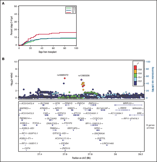 The recipient rs1260326 T allele is associated with an increased risk of stage 2 to 4 intestinal acute GVHD. (A) Cumulative incidence plots of stage 2 to 4 gut GVHD according to the recipient rs1260326 genotype in the combined discovery and replication cohorts. (B) Locus-zoom plot shows –log10(P values) for association with stage 2 to 4 gut GVHD in the combined discovery and replication cohorts as a function of position in a 0.5 Mb region on either side of rs1260326 on chromosome 2 (chr2). Correlation coefficient r2 values for linkage disequilibrium with rs1260326 are coded according to the inset. Genes within this region are displayed in the lower panel.
