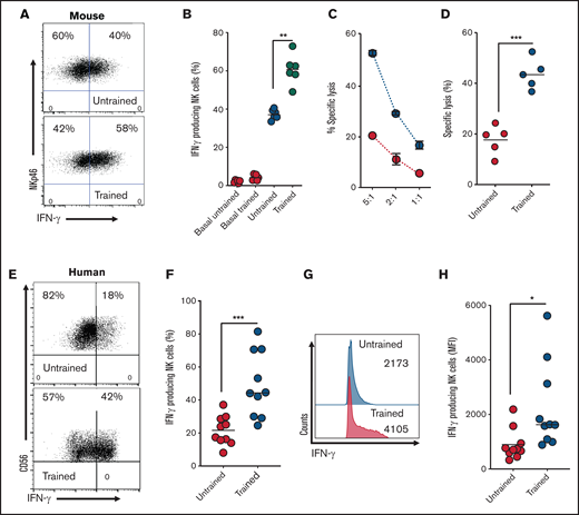 Cytokine-trained NK cells display increased effector functions in both mice and humans. (A-B) Representative dot plot and scatter graph showing IFN-γ production in untrained or trained mouse NK cells. (C) Representative line graph demonstrating the percentage of target cells (K562) lysed by untrained (red circles) or trained mouse NK cells (blue circles) at different effector/target ratios. (D) Scatter graph displaying pooled data demonstrating the percentage of target cells lysed by untrained or trained mouse NK cells at 5:1 target ratio. (E-F) Representative dot plot and scatter graph showing percentage of IFN-γ production in untrained or trained human NK cells. (G-H) Representative histogram and scatter graph showing mean fluorescence intensity (MFI) of IFN-γ production in untrained or trained human NK cells. Data pooled from a minimum of 5 independent experiments unless otherwise stated. Statistical comparisons using Student t test. *P < .05; **P ≤ .01; ***P < .001.
