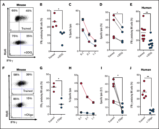 Metabolic inhibition limits NK cell cytokine training. (A-B) Representative dot plot and scatter graph showing impact of 2DG treatment in the initial 18 hours on IFN-γ production by trained mouse NK cells 6 days later. (C) Representative line graph demonstrating the percentage of target cells lysed by trained (red circles) or 2DG-treated (blue circles) mouse NK cells at different effector/target ratios. (D) Scatter graph displaying pooled data demonstrating the impact of initial 2DG on relative lysis of target cells by trained mouse NK cells at 5:1 target ratio on day 7. (E) Scatter graph showing impact of 2DG treatment in the initial 18 hours on IFN-γ production by trained human NK cells at day 7. (F-G) Representative dot plot and scatter graph showing impact of oligomycin treatment in the initial 18 hours on IFN-γ production by trained mouse NK cells at day 7. (H) Representative line graph demonstrating the percentage of target cells lysed by trained (red circles) or oligomycin-treated (blue circles) mouse NK cells at different effector/target ratios. (I) Scatter graph demonstrating the impact of oligomycin on lysis of target cells by trained mouse NK cells at 5:1 target ratio. (J) Scatter graph showing impact of 2DG on IFN-γ production by trained human NK cells. Data pooled from a minimum of 5 independent experiments unless otherwise stated. Statistical comparisons using Student t test. *P < .05; **P ≤ .01.