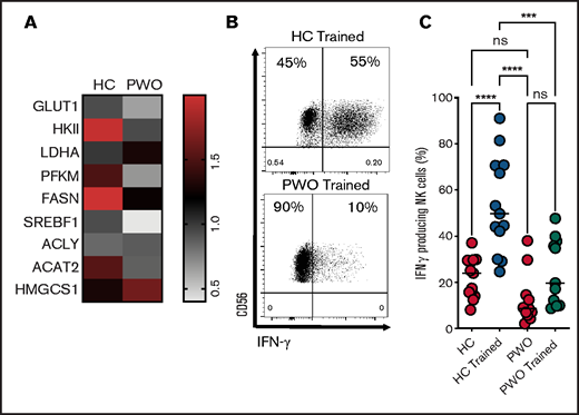 POW display defective NK cell cytokine training. (A) Heatmap displaying the expression of metabolism-related genes (measured by reverse transcription polymerase chain reaction) in healthy controls (HC; n = 5) and PWO (n = 5). (B-C) Representative dot plot and scatter graph showing impact of NK cells cytokine training on IFN-γ production in cohorts of HC and PWO. Data pooled from a minimum of 5 independent experiments unless otherwise stated. Statistical comparisons using analysis of variance with multiple comparisons. ***P < .001; ****P = < .0001. ns, not significant.