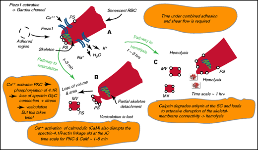 Pathway to hemolysis. (A) High membrane tension activates Piezo1, and the uptake of Ca++ activates the Gardos channel. (B) Ca++ activation of CaM and PKC leads to disruption of the skeleton-membrane connectivity. (C) Calpain degrades ankyrin, causing skeleton-membrane disruption. PS, phosphatidylserine; SC, suspension complex.