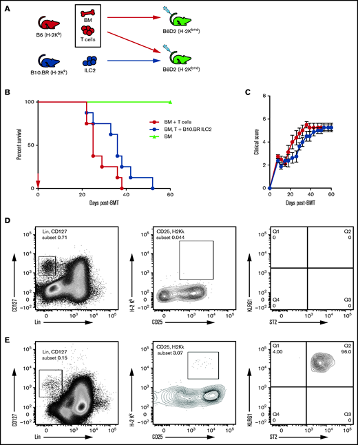 Third-party ILC2s improve survival but do not persist. (A) Diagram for B6 into B6D2 transplantation. Each B6D2 recipient received B6 BM and B6 splenic T cells, with one group of B6D2 recipients also being given B10.BR ILC2s. Lethally irradiated B6D2 mice received TCD BM (BM only), BM plus total splenic T cells (BM + T cells), or BM plus T cells with activated B10.BR LC2s (BM, T cells + B10.BR ILC2). (B) Kaplan-Meier plot of survival following allo-HSCT; 1 representative of 2 experiments shown (n = 5 each experiment), log-rank (Mantel-Cox) test. (C) Clinical score posttransplantation, analyzed by using a two-way analysis of variance, with Bonferroni correction for repeated measures of multiple comparisons. Flow cytometry analysis of donor B10.BR (H-2Kk) ILC2 7 days’ posttransplant in the small intestine (D) and lung (E). BMT, BM transplantation.