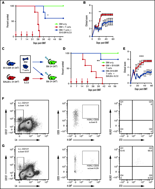Multiple infusions of third-party ILC2s reduce aGVHD incidence. Lethally irradiated B6D2 mice received B6 TCD BM (BM only), B6 BM plus total splenic B6 T cells (BM + T cells), or BM plus T cells with activated ILC2s (BM, T cells + B10.BR ILC2). (A) Kaplan-Meier plot of male recipient survival following allo-HSCT; red arrows indicate time points for B10.BR ILC2 injections, 1 representative of 2 experiments shown (n = 5 each experiment), log-rank (Mantel-Cox) test. (B) Clinical score of recipients from panel A, analyzed by using a two-way analysis of variance, with Bonferroni correction for repeated measures of multiple comparisons. (C) Diagram for B10.BR into B6 transplantation. Each B6 recipient received WT B10.BR BM and B10.BR splenic T cells, with one group of B6 recipients also being given BALB/c ILC2s. Lethally irradiated B6 mice received TCD BM (BM only), BM plus total splenic T cells (BM + B10.BR T cells), or BM plus T cells with activated B10.BR ILC2s (BM, B10.BR T cells + BALB/c ILC2s). (D) Kaplan-Meier plot of survival after allo-HSCT; white arrows indicate time points for BALB/c ILC2 injections for those receiving infusions beginning at the time of transplant; 1 representative of 2 experiments shown (n = 5 each experiment), log-rank (Mantel-Cox) test. (E) Clinical score posttransplantation, analyzed by using a two-way analysis of variance, with Bonferroni correction for repeated measures of multiple comparisons. *P < .05, **P < .01, ***P < .001. Flow cytometry analysis of donor B10.BR (H-2Kk) ILC2 12 days’ posttransplant following ILC2 infusions on day 0 and day 7 in the small intestine (F) and lung (G).