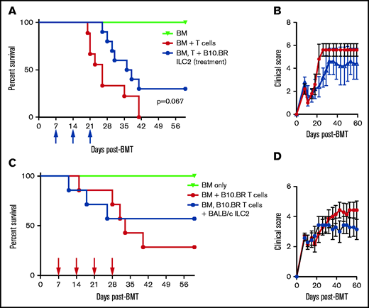 Efficacy of third-party ILC2 cells when given therapeutically. (A) Kaplan-Meier plot of B6D2 recipient survival following allo-HSCT, blue arrows indicate time points for B10.BR ILC2 injections for those receiving infusions beginning 7 days posttransplant (Treatment), representative of 2 experiments shown (n = 5 each experiment). Log-rank (Mantel-Cox) test. (B) Clinical score of recipients from panel A, analyzed by 2-way analysis of variance with Bonferroni correction for repeated measures of multiple comparisons P < .05 difference clinical score on days 22-26. (C) Kaplan-Meier plot of B6 recipient survival following allo-HSCT with B10.BR BM and T cells, red arrows indicate time points for BALB/c ILC2 injections for those receiving infusions beginning 7-days posttransplant (Treatment), one representative of 2 experiments shown (n = 7 each experiment). Log-rank (Mantel-Cox) test. (D) Clinical score of recipients from panel C, analyzed by 2-way analysis of variance with Bonferroni correction for repeated measures of multiple comparisons.