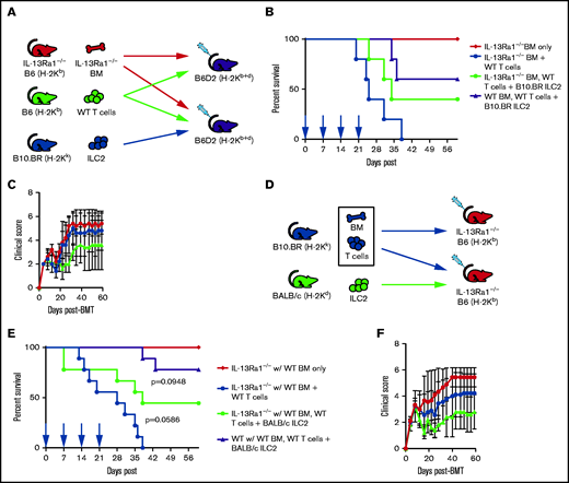 ILC2s suppress aGVHD, in part, through IL-13Ra1 signaling. (A) Diagram for B6 into B6D2 transplantation. Each B6D2 recipient received IL-13Ra1−/− B6 BM and B6 splenic T cells from WT donors, with one group of B6D2 recipients also being given B10.BR ILC2s. Lethally irradiated B6D2 mice received TCD BM (IL-13Ra1−/− BM only), BM plus total splenic T cells (IL-13Ra1−/− BM + WT T cells), or BM plus T cells with activated B10.BR LC2s (IL-13Ra1−/− BM, WT T cells + B10.BR ILC2). (B) Kaplan-Meier plot of survival after allo-HSCT; blue arrows indicate time points for B10.BR ILC2 injections for those receiving infusions beginning at the time of transplant. One representative of 2 experiments shown (n = 5 each experiment), log-rank (Mantel-Cox) test. (C) Clinical score posttransplantation, analyzed by using two-way analysis of variance, with Bonferroni correction for repeated measures of multiple comparisons. (D) Diagram for B10.BR into IL-13Ra1−/− B6 transplantation. Each IL-13Ra1−/− B6 recipient received WT B10.BR BM and B10.BR splenic T cells, with one group of IL-13Ra1−/− B6 recipients also being given BALB/c ILC2s. Lethally irradiated IL-13Ra1−/− B6 mice received TCD BM (BM only), BM plus total splenic T cells (BM + B10.BR T cells), or BM plus T cells with activated BALB/c ILC2s (BM, B10.BR T cells + BALB/c ILC2s). (E) Kaplan-Meier plot of survival after allo-HSCT; red arrows indicate time points for BALB/c ILC2 injections for those receiving infusions beginning at the time of transplant. Representative of 2 experiments shown (n = 5 each experiment), log-rank (Mantel-Cox) test. (F) Clinical score posttransplantation, analyzed by using a two-way analysis of variance, with Bonferroni correction for repeated measures of multiple comparisons.