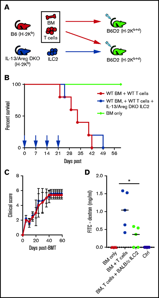 ILC2 mechanism of suppression of GVHD is dependent upon ILC2 expression of IL-13 and AREG. (A) Diagram for B6 into B6D2 transplantation. Each B6D2 recipient received B6 BM and B6 splenic T cells with one group of B6D2 recipients also being given IL-13/Areg DKO ILC2s. Lethally irradiated B6D2 mice received TCD BM (BM only), BM plus total splenic T cells (BM + T cells), or BM plus T cells with activated B10.BR ILC2s (BM, T cells + IL-13/Areg DKO ILC2s). (B) Kaplan-Meier plot of survival following allo-HSCT, 1 representative of 2 experiments shown (n = 5 each experiment), log-rank (Mantel-Cox) test. (C) Clinical score posttransplantation, analyzed by using a two-way analysis of variance, with Bonferroni correction for repeated measures of multiple comparisons. (D) Quantification of FITC-dextran in the serum of BMT recipients described in panel C 28 days after transplant. One representative of 2 independent experiments shown; mean ± standard error of the mean (n = 5 per group). Statistical analysis by Student t test, *P < .05.
