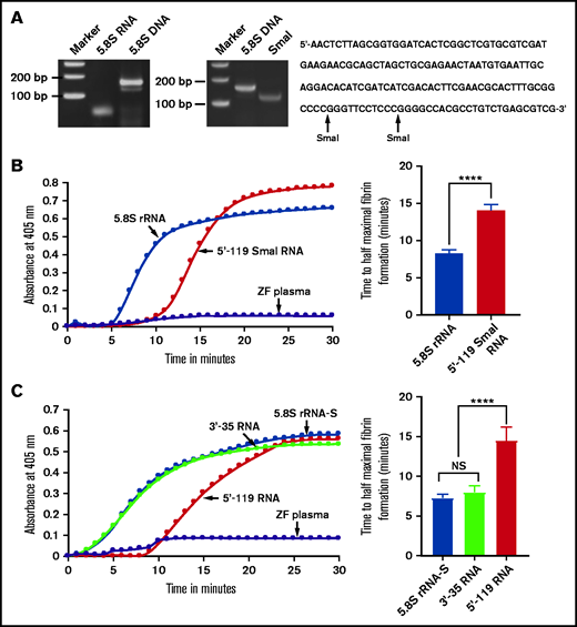 Comparison of activation of coagulation by 5.8S rRNA, 5'-119 SmaI RNA, 5.8S rRNA-S, 3'-35 RNA, and 5'-119 RNA. (A) Left: zebrafish gel-purified 5.8S rRNA was used as a template to generate 5.8S DNA by using RT-PCR. The bands corresponding to 5.8S RNA and 5.8S DNA are shown on 5% polyacrylamide gel. Middle: SmaI digestion of 5.8S DNA to generate 5'-119 SmaI RNA. Right: 5.8S DNA sequence containing 2 SmaI restriction sites (indicated by arrows). (B-C) Left graphs show increasing fibrin formation with increasing time in the kinetic coagulation assay. (B) Left graph: curves were obtained from zebrafish plasma that contained 5.8S rRNA or 5'-119 SmaI RNA or had no RNA. Bar graph shows a significant shortening of time to half-maximal fibrin formation (using data obtained from the left graph) of the zebrafish plasma with 5.8S rRNA compared with zebrafish plasma with 5'-119 SmaI RNA (n = 4). The data for time to half-maximal fibrin formation (in minutes) were analyzed using Student t test and are shown as mean ± SEM. (C) Left graph: curves were obtained from zebrafish plasma that contained 5.8S rRNA-S, 3'-35 RNA, or 5'-119 RNA, or with no RNA. Bar graph shows a significant shortening of the time to half-maximal fibrin formation (obtained from the left graph) of zebrafish plasma with 5.8S rRNA-S or 3'-35 RNA compared with 5'-119 RNA (n = 4). The data for time to half-maximal fibrin formation (in minutes) were analyzed using one-way analysis of variance (ANOVA) and are show as mean ± SEM. For panel B and C curves, the time (in minutes) was plotted against the absorbance at 405 nm at 25°C. For more detail, see supplemental Table 2. ****P < .0001. NS, not significant.