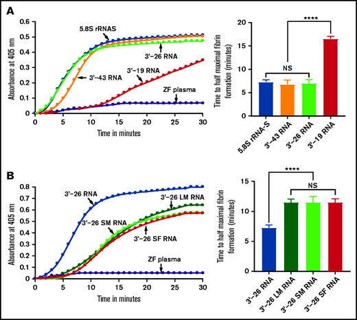 Activation of zebrafish plasma by 3'-26 RNA. (A-B) Left graphs show the increasing fibrin formation with increasing time in the kinetic coagulation assay. (A) Left graph: curves were obtained from zebrafish plasma in the presence of 5.8S rRNA-S, 3'-43 RNA, 3'-26 RNA, and 3'-19 RNA and in the absence of RNA. Bar graph shows a significant shortening of the time to half-maximal fibrin formation (using data obtained from the left graph) of zebrafish plasma with 5.8S rRNA-S, 3'-43 RNA, and 3'-26 RNA compared with 3'-19 RNA. (B) Left graph: curves were obtained from zebrafish plasma in the presence of 3'-26 RNA, 3'-26 LM RNA, 3'-26 SM RNA, and 3'-26 SF RNA and in the absence of RNA. Bar graph shows a significant shortening of the time to half-maximal fibrin formation (using data obtained from the left graph) of zebrafish plasma with 3'-26 RNA compared with 3'-26 LM RNA, 3'-26 SM RNA, and 3'-26 SF RNA (n = 4). For panel A and B curves, the time (in minutes) was plotted against absorbance at 405 nm at 25°C. The data for time to half-maximal fibrin formation (in minutes) were analyzed using one-way ANOVA and are shown as mean ± SEM. ****P < .0001. LM, loop mutation; SF, stem flipping; SM, stem mutation.
