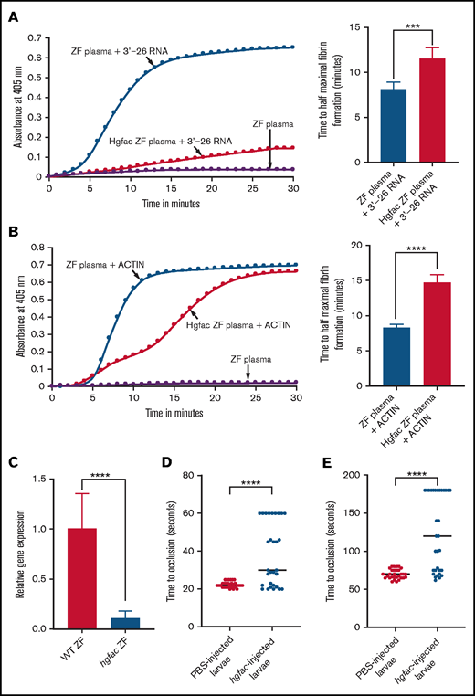 hgfac knockdown in zebrafish plasma exhibits a reduction in coagulation activation by 3'-26 RNA and Dade Actin. (A-B) Left graphs show the increasing fibrin formation with increasing time in the kinetic coagulation assay. (A) Left graph: curves were obtained from zebrafish plasma in the presence of 3'-26 RNA or zebrafish plasma with hgfac knockdown, and zebrafish plasma in the absence of RNA. Bar graph shows a significant shortening of the time to half-maximal fibrin formation (using data obtained from the left graph) with zebrafish plasma in the presence of 3'-26 RNA compared with that in hgfac knockdown plasma (n = 6). (B) Left graph: curves were obtained from zebrafish plasma with Dade Actin or with hgfac knockdown and in the absence of Dade Actin. Bar graph shows a significant shortening of the time to half-maximal fibrin formation (using data obtained from the left graph) in zebrafish plasma with Dade Actin compared with hgfac knockdown plasma (n = 4). For curves in panels A and B, the time in minutes was plotted against the absorbance at 405 nm at 25°C. The data for time to half-maximal fibrin formation (in minutes) were analyzed using Student t test and are shown as mean ± SEM. (C) qRT-PCR showing the reduction of hgfac mRNA levels after hgfac knockdown. The relative fold change in gene expression of hgfac is shown . Wild-type (WT) zebrafish are the PBS-injected control, and hgfac indicates the antisense piggyback hybrid primer-injected zebrafish (n = 6). The data for relative fold change in gene expression were analyzed using Student t test and are shown as mean ± SEM. (D-E) Inhibition of venous thrombosis (D) and arterial thrombosis (E) by hgfac knockdown in zebrafish larvae. Prolongation of the TTO in the caudal vein (D) and caudal artery (E) of larvae injected with hgfac piggyback hybrid primer is significant compared with that in the larvae injected with PBS (n = 30). The data were analyzed using Student t test and are shown as mean ± SEM . ***P < .001; ****P < .0001.