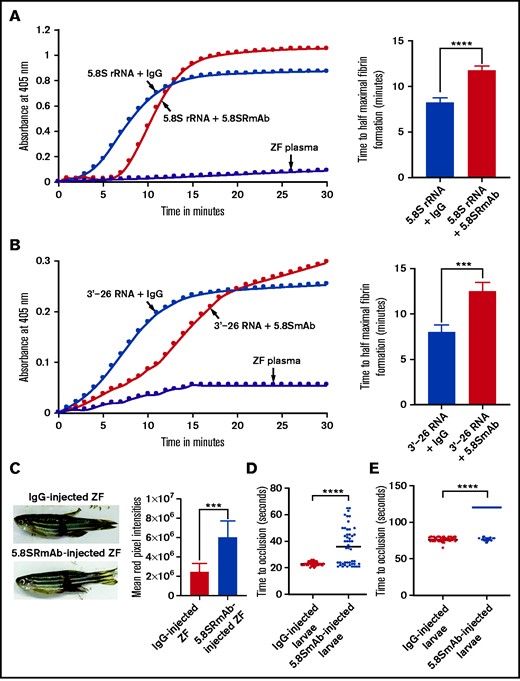 Inhibition of 5.8S rRNA– and 3'-26 RNA–mediated activation of zebrafish plasma in the presence of 5.8S RmAb. (A-B) Left graphs show the increasing fibrin formation with increasing time in the kinetic coagulation assay. (A) Left graph: curves were obtained from zebrafish plasma that contained 5.8S rRNA plus IgG or 5.8S rRNA plus 5.8S RmAb, and in the absence of RNA and antibody. Bar graph shows a significant shortening of the time to half-maximal fibrin formation (using data obtained from the left graph) in zebrafish plasma containing 5.8S rRNA plus IgG compared with zebrafish plasma containing 5.8S rRNA plus 5.8S RmAb (n = 4). The data for time to half-maximal fibrin formation (in minutes) were analyzed using Student t test and are shown as mean ± SEM . ****P < .0001. (B) Left graph: curves were obtained from zebrafish plasma that contained 3'-26 RNA plus IgG or 3'-26 RNA plus 5.8S RmAb, and without RNA, IgG, and antibody. Bar graph shows a significant shortening of the time to half-maximal fibrin formation (using data obtained from the left graph) in zebrafish plasma that contained 3'-26 RNA plus IgG compared with zebrafish plasma that contained 3'-26 RNA plus 5.8S RmAb (n = 4). The data for time to half-maximal fibrin formation (in minutes) were analyzed using Student t test and are shown as mean ± SEM. *** P < .001. For curves in panels A and B, the time (in minutes) was plotted against the absorbance at 405 nm at 25°C. (C) Left: adult zebrafish were IV injected with either IgG or 5.8S RmAb and were subjected to the caudal vessel bleeding assay. Bar graph shows increased total red pixel intensities in zebrafish injected with IgG compared with zebrafish injected with 5.8S RmAb (n = 6). The total red pixel intensity data were analyzed using Student t test and are shown as mean ± SEM. ***P < .001. (D-E) Inhibition of venous thrombosis (D) and arterial thrombosis (E) by 5.8S RmAb in zebrafish larvae. Graphs show a significant prolongation of the TTO (in seconds) in the caudal vein (D) or caudal artery (E) of larvae injected with 5.8S RmAb compared with larvae injected with IgG (n = 48). (D-E) The data were analyzed using Student t test and are shown as mean ± SEM. ****P < .0001.
