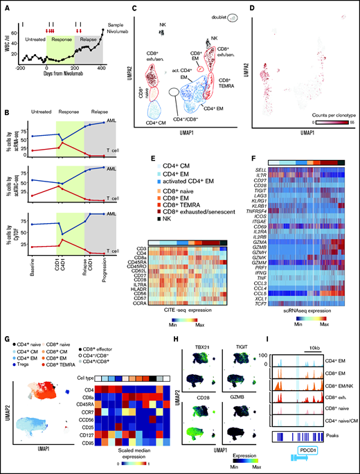 Annotation of T-cell subclusters across different single-cell technologies. (A) Clinical course showing white blood cell (WBC) count per nanoliter with transient partial response to nivolumab (C2D1, C4D1) and subsequent disease progression with unsuccessful re-exposure to nivolumab (relapse, C6D1, and progression). (B) Percentage of AML and T cells in peripheral blood quantified with scRNA-seq (27 777 cells), scATAC-seq (28 713 cells), and CyTOF (677 322 cells). (C) UMAP representation and clustering (scRNA-seq) of T/NK cells (n = 2711). Annotation of clusters based on surface marker expression (E) and single-cell gene expression (F). (D) Clonal expansion of T cells defined as number of T cells with the same clonotype based on identical complementarity defining region 3β (CDR3β) sequence. Gray indicates no CDR3β sequence detected. (E-F) Surface marker expression obtained through CITE-seq (E) and single-cell gene expression (F) of single T/NK cells across clusters. (G) UMAP representation and clustering of T cells (CyTOF) based on protein expression of lineage-defining surface markers. The heatmap shows the median expression of markers used for cluster annotation. (H) Protein expression of TBX21, TIGIT, CD28, and GZMB on T cells (CyTOF). (I) Chromatin accessibility of PDCD1 gene (encoding PD-1 protein) across T-cell subpopulations defined by scATAC-seq (supplemental Figure 1I). exh., exhausted; sen., senescent; CM, central memory; EM, effector memory; TEMRA, effector memory T cell re-expressing CD45RA.