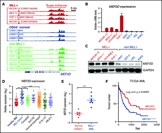 MEF2D is a super-enhancer gene overexpressed in human MLL-r AML and predicts poor survival. (A) H3K27ac ChIP-seq tracks in human AML cells with or without MLL gene fusion, as well as in CD34+ normal HSPCs. Super-enhancer regions were highlighted in MLL-r cell lines. Shown are cell line names and source data accession numbers in the Gene Expression Omnibus repository. (B-C) MEF2D mRNA (B) and protein (C) expression in MLL-r and non-MLL-r human AML cell lines. (D) MEF2D expression in various human AML subgroups, comparing to the healthy bone marrow control (GSE13159). (E) qPCR analysis of MEF2D expression in primary MLL-rearranged AML samples (n = 7) and normal CD34+ bone marrow cells isolated from healthy donors (n = 6). (F) Survival analysis in The Cancer Genome Atlas (TCGA) AML patients with high or medium MEF2D expression (n = 100), comparing to those with low MEF2D expression (n = 50). ***P < .001.