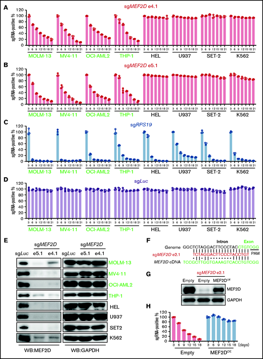 MEF2D is specifically required for MLL-rearranged AML. (A-D) Competitive proliferation assay showing that MEF2D is required for cell proliferation in MLL-r AML cells (left, green text) but not in non-MLL-r cells (right, black text). Cells were infected with indicated guide RNA, which is linked with an mCherry gene. The mCherry positive percentage was normalized to the day 3 measurement. Two independent guide RNAs targeting MEF2D exon 4 (e4.1; A) and exon 5 (e5.1; B) were used. An sgRNA targeting the pan-essential genes RPS19 (C) was used as a positive control and an sgRNA targeting the Luciferase gene sgLuc (D) was used as a negative control. (E) Western blot analysis showing CRIPSR/Cas9-mediated MEF2D gene knockout in 4 MLL-r AML cells (green) and 4 non-MLL-r AML cells (black). Two independent guide RNAs targeting MEF2D exon 4 (e4.1) and exon 5 (e5.1) were used. GAPDH serves as a loading control. (F) Comparison of MEF2D genomic and cDNA sequences at sgRNA (e2.1) recognition sites. Dots (•) indicate mismatches. PAM, protospacer-adjacent motif. (G) Western blot analysis showing MEF2D protein levels in indicated samples. Empty, empty vector; OE, overexpression. (H) Competitive proliferation assay in indicated MOLM-13 Cas9-expressing cell lines showing the effects upon MEF2D loss can be rescued by exogenous expression of MEF2D.