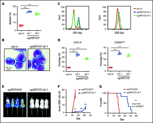 MEF2D knockout promotes myeloid differentiation and delays in vivo leukemogenesis of MLL-r AML. (A) Analysis of apoptotic cells in MOLM-13 cells 6 days after sgRNA-mediated knockout of MEF2D, relative to transduction of the sgLuc control sgRNA. (B) Wright-Giemsa of MOLM-13 cells 6 days after sgRNA-mediated knockout of MEF2D, relative to transduction of the sgLuc control sgRNA. (C) Representative flow cytometry analysis of differentiation markers CD14 (left) and CD33 (right) in MOLM-13 cells 6 days after sgRNA-mediated knockout of MEF2D, relative to transduction of the sgLuc control sgRNA. (D) Frequency of population with high myeloid differentiation markers CD14 (left) and CD33 (right) was measured by flow cytometry. (E) Luminescence of MOLM-13 (Cas9+, luciferase+) cells in the recipient mice at day 15 after xenotransplantation. (F) Percentage of human CD45+ cells in the peripheral blood of mice receiving MOLM-13 cells transduced with indicated sgRNAs at 10,15, 26-, and 32-day post injection. *All mice receiving MOLM-13 cells transduced with control guide RNA (sgROSA26) were dead before the day 26 measurement. (G) Kaplan–Meier survival curves of recipient mice transplanted with MOLM-13 cells expressing indicated sgRNAs.***P < .001; na, not analyzed.