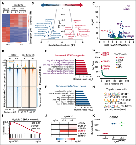 MEF2D represses genes involved in the CEBPE-centered myeloid differentiation. (A) Transcriptomic analysis of differentially expressed genes (fold change >1.5 and adjusted p-value <.05) between MEF2D-knockout and control MOLM-13 cells. (B) Gene sets enrichment analysis (GSEA) revealing top enriched gene signatures in upregulated and downregulated genes in MEF2D-knockout MOLM-13 cells. (C) Volcano plot showing fold change and adjusted p-value of gene expression between MEF2D-knockout and control MOLM-13 cells. Differentially expressed genes are marked in blue. (D) Heatmap displaying the ATAC-seq read densities in peaks with increased or decreased chromatin accessibility in MEF2D-knockout MOLM-13 cells, compared with sgLuc control. (E-F) Genomic Regions Enrichment of Annotations Tool annotation of ATAC-seq peaks with increased (E) or decreased (F) chromatin accessibility as identified in panel D. (G) Motifs enriched in increased ATAC-seq peaks against 769 human transcription factors. Top motifs were highlighted and labeled. (H) Top de novo motifs identified from increased ATAC-seq peaks. (I) GSEA revealing an enrichment of C/EBP network genes in MEF2D-knockout cells. (J) Heat map showing fold change of expression of C/EBP family genes upon MEF2D knockout. FC, fold change. (K) Normalized RNA-seq read counts of CEBPE in MOLM-13 cells harboring sgRNAs against Luciferase gene or MEF2D.