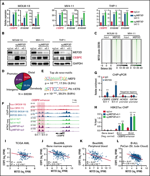 MEF2D directly binds to CEBPE and negatively regulates CEBPE expression and enhancer histone acetylation. (A) Quantitative reverse transcription polymerase chain reaction (RT-qPCR) showing expression of CEBPE and its target genes S100A8 and S100A9 in indicated AML cells with or without MEF2D knockout. (B) Western blot analysis of CEBPE in indicated control and MEF2D knockout AML cells. (C) Heatmap displaying MEF2D ChIP-seq read densities of 33 239 commonly identified from MOLM-13 and MV4-11 cells. (D) Genomic distribution of MEF2D ChIP-seq peaks commonly identified from MOLM-13 and MV4-11 cells. (E) Top de novo motifs identified from MEF2D ChIP-seq peaks. (F) ATAC-seq and MEF2D ChIP-seq profiles at the CEBPE locus in indicated leukemic cells. (G) ChIP-qPCR validating MEF2D binding at CEBPE enhancer regions. (H) ChIP-qPCR showing enrichment of H3K27ac at CEBPE enhancer regions. (I-K) CEBPE and MEF2D expression levels are negatively correlated in human AML patients. (L) CEBPE and MEF2D expression levels are negatively correlated in human B-ALL patients. ***P < .001.