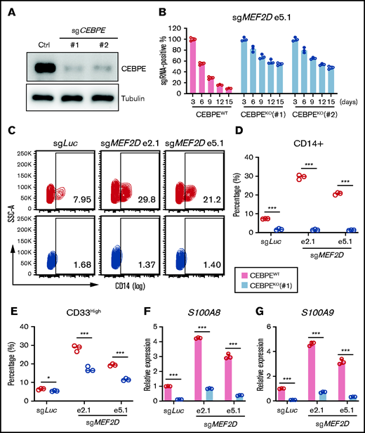 CEBPE depletion can partially rescue phenotypes of MEF2D loss. (A) Western blot analysis demonstrating efficient deletion of CEBPE after stable knockout of CEBPE using 2 independent guide RNAs, relative to empty vector control. (B) Competitive proliferation assay demonstrating CEBPE knockout partially rescues MEF2D loss-induced proliferation defect. MEF2D knockout was performed in CEBPE wildtype (WT) and 2 independent knockout (KO) lines by using sgRNA e5.1 linked with an mCherry reporter. The mCherry positive percentage was monitored every 3 days post infection and normalized to the day 3 measurement. (C) Flow cytometry analysis of myeloid differentiation marker CD14 in CEBPE wildtype and knockout MOLM-13 cells 6 days post MEF2D knockout, relative to transduction of sgLuc non-targeting control. (D-E) Flow cytometry analysis showing frequency of population with high myeloid differentiation markers CD14 (D) and CD33 (E) in CEBPE wildtype and knockout MOLM-13 cells 6 days post MEF2D knockout, relative to transduction of sgLuc non-targeting control. (F-G) RT-qPCR analysis of CEBPE target genes S100A8 (F) and S100A9 (G) in CEBPE wildtype and knockout MOLM-13 cells 6 days post MEF2D knockout, relative to transduction of sgLuc non-targeting control. *P < .05; ***P < .001.