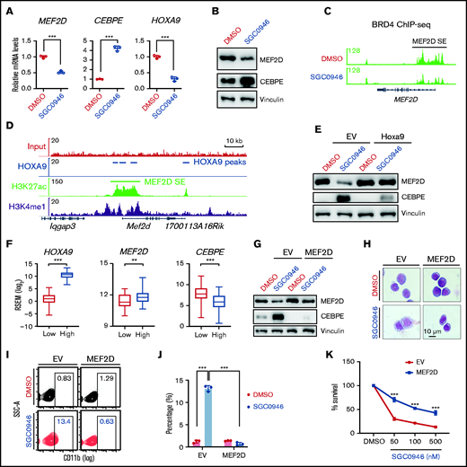 MEF2D is transcriptionally regulated by DOT1L and HOXA9 in MLL-r AML. (A) RT-qPCR analysis of MEF2D, CEBPE, and HOXA9 in MOLM-13 cells post 4-day treatment of 1 µM SGC0946 or dimethyl sulfoxide (DMSO). (B) Western blot analysis of MEF2D and CEBPE protein levels in MOLM-13 cells post 4-day treatment of 1 µM SGC0946 or DMSO. (C) BRD4 ChIP-seq data profile in MV4-11 cells treated with DMSO or 5 µM SGC0946 DMSO (GSE71776). (D) HOXA9, H3K27ac, and H3K4me1 ChIP-seq profile in HOXA9/MEIS1-transformed leukemia cells (GSE103446). (E) Western blot analysis showing MEF2D and CEBPE protein levels in control- or Hoxa9- overexpressed MOLM13 cells post 4-day treatment of 1 µM SGC0946 or DMSO. (F) Relative expression levels of HOXA9, MEF2D, and CEBPE in TCGA AML patient samples with low (n = 41, red) and high (n = 124, blue) HOXA9 expression. Boxplots show medians and interquartile ranges, whiskers represent the lowest and highest observations. Data were analyzed by Mann-Whitney U test. (G) Western blot analysis showing MEF2D and CEBPE protein levels in control- or MEF2D- overexpressed MOLM13 cells post 4-day treatment of 1 µM SGC0946 or DMSO. (H) Wright-Giemsa of control- or MEF2D- overexpressed MOLM-13 cells post 6-day treatment of 1 µM SGC0946 or DMSO. (I-J) Flow cytometry analysis of control- or MEF2D-overexpressed MOLM-13 cells post 6-day treatment of 1 µM SGC0946 or DMSO. (K) Growth of control- or MEF2D-overexpressed MOLM-13 cells post 6-day treatment of DMSO or indicated doses of SGC0946. **P < .01; ***P < .001.