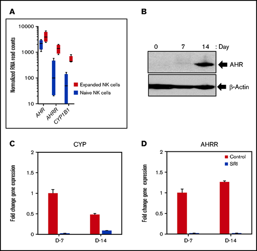 AHR expression in IL-21–expanded NK cells. (A) RNA-seq data showing the expression of aryl hydrocarbon receptor (AHR), aryl hydrocarbon receptor repressor (AHRR), and cytochrome P450 isoform B1 (CYP1B1) from naïve (resting) and day 14 expanded NK cells. NK cells isolated from healthy donors were expanded for a period of 2 weeks with irradiated K562 feeder cells overexpressing membrane bound IL-21 and 4-IBBL (FC21) in RPMI media containing IL-2 (50 IU/mL). (B) Immunoblot showing the expression of AHR from FC21 expanded NK cells at the indicated time points. Protein lysates prepared from NK cells were probed with anti-AHR or anti-actin antibodies. (C-D) Quantitative real-time PCR showing the expression of AHR targets genes CYP1B1 and AHRR from NK cells expanded with DMSO (control) or 1 μm Stemregenin (SR-1) on day 7 (D7) and day 14 (D14). The value on the y axis represents fold change in gene expression relative to the D7 control NK cells.