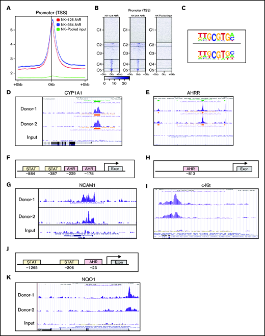AHR regulates NCAM1 and NQO1 expression. (A) Distributions of peaks across the TSS of gene promoters. ChIP-seq was performed using anti-AHR antibody on FC21-expanded NK cells from 2 donors on day 14. The reads were aligned to the human genome (hg38). (B) Heatmap showing the distribution of peaks across the gene promoter within 5 kb of TSS. The peaks are clustered into 5 regions indicated as C1 to C5. (C) De novo motifs were identified using the Human Organ-specific Molecular Electronic Repository (HOMER) package using default parameters and input sequences comprising ±100 bp from the center of the top 1000 peaks. The highest-ranking motif from each sample is shown. (D-E) ChIP-seq data showing recruitment of AHR to the proximal regions of gene promoters in day 14 FC21-expanded NK cells. Peaks were visualized using the University of California, Santa Cruz (UCSC) genome browser. (D) Cytochrome P450 A1 and (E) AHR repressor. (F) Schematic showing the position of Stat3 and AHR binding sites on the human NCAM1 (CD56) promoter relative to the transcriptional start site and first exon. (G) ChIP-seq data showing the recruitment of AHR to NCAM1 promoter in day 14 FC21-expanded NK cells. (H) Schematic showing the position of AHR binding sites on the human KIT (CD117) promoter relative to the transcriptional start site and first exon. (I) ChIP-seq data showing the recruitment of AHR to the promoter of KIT in day 14 FC21 expanded NK cells. (J) Schematic showing the position of Stat3 and AHR sites on the gene NADPH quinone oxidoreductase (NQO1) relative to TSS. (K) Recruitment of AHR to the NQO1 gene promoter in D14-expanded NK cells.