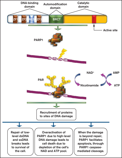 Role of PARP1 in DNA damage repair. PARP1 consists of a DNA-binding domain with 3 zinc finger motifs, an automodification domain that contains the BRCA1 C terminus (BRCT) domain, and a carboxy-terminal catalytic domain, which contains the active site of the enzyme. PARP1 is usually activated by DNA damage occurring as a result of the DNA damage response. The net result of its activation is the production of PAR chains, with the use of nicotinamide adenine dinucleotide (NAD+) as substrate. PARylation results in the recruitment of several proteins with multiple roles on DNA damage repair.