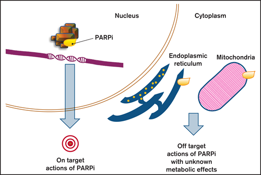 Effects of PARP inhibition. PARPis are able to create their own interaction network with proteins outside the nucleus, beside the sole blockage of PARP (on target action of PARPis). By inducing signaling pathways and impacting secondary proteins, they can affect cell functions and cause metabolic responses that constitute the off-target actions of PARPi.