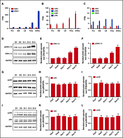 Expression of MAPK family members during terminal human erythroblast differentiation. RNA-sequencing data showing expression of ERK (A), p38 (B), and JNK (C) in sorted erythroblasts cultured from cord blood CD34+ cells. Bar plot represents mean ± standard deviation of triplicate samples. (D-F) Western blot analyses of ERK1/2 and pERK1/2 in erythroblasts cultured for different days as indicated. (G-I) Western blot analyses of p38 and pp38 in erythroblasts cultured for different days as indicated. (J-L) Western blot analyses of JNK and pJNK in erythroblasts cultured for different days as indicated. Glyceraldehyde-3-phosphate dehydrogenase (GAPDH) served as the loading control. N = 3. EB, early basophilic erythroblast; FPKM, fragments per kilobase of transcript per million mapped reads; LB, late basophilic erythroblast; Ortho, orthochromatic erythroblast; Poly, polychromatic erythroblast; Pro, proerythroblast.