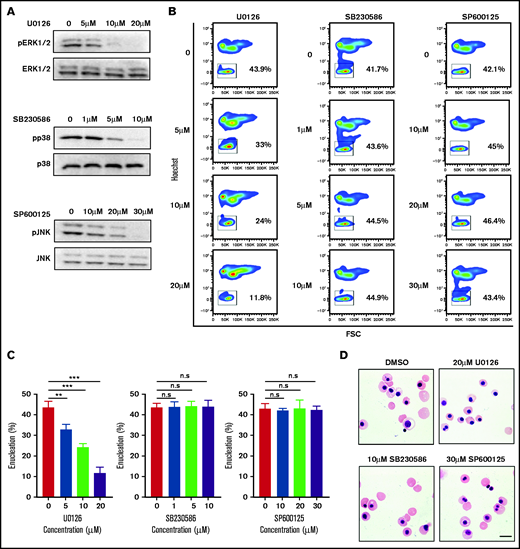 ERK inactivation inhibited enucleation. (A) Representative western blot showing changes in phosphorylation of ERK1/2, p38, and JNK in orthochromatic erythroblasts treated with specific inhibitor as indicated. N = 3. (B) Representative flow cytometry profiles showing the effects of various inhibitors on enucleation of orthochromatic erythroblasts. (C) Quantitative analyses of enucleation on orthochromatic erythroblasts. N = 3. Data are expressed as mean ± standard deviation. (D) Representative cytospin images of orthochromatic erythroblasts treated with DMSO or specific inhibitor as indicated. Scale bar, 10 μm. *P < .05, **P < .01, ***P < .001. n.s., not statistically significant.