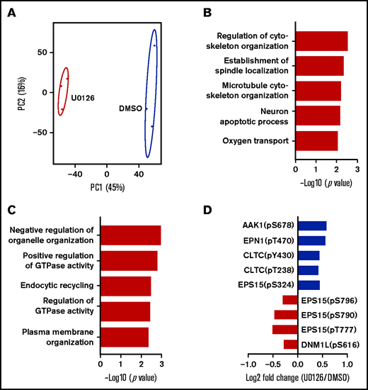 Phosphoproteomic analyses of orthochromatic erythroblasts treated with DMSO or U0126. (A) Principal component analysis of the phosphoproteomics data from human orthochromatic erythroblasts treated with DMSO or U0126. (B) Top 5 upregulated GO terms of differentially phosphorylation sites. (C) Top 5 downregulated GO terms of differentially phosphorylation sites. (D) Changes in phosphorylation of molecules involved in endocytic recycling.