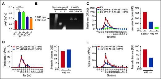 polyP on EV derived from cancer cells mediates ligand binding. (A) The amount of polyP associated with cancer cell–derived EV was estimated by comparison with a standard curve (supplemental Figure 2A). (B) Detection of polyP on L3.6-derived EVs following incubation with buffer (HBS), DNase I and RNase A (D/R), or CIP. polyP of different chain lengths was used to estimate the size of EV-associated polyP. L3.6-derived EVs were preincubated with buffer or E coli PPX, and the binding of PPX-Δ12–AF488 (C), anti-CD81–AF488 (D), and or FXII-AF488 (E) was measured. The number of total EV was determined in scatter mode, and the number of ligand-binding EV was determined in fluorescence mode using a 488-nm excitation laser. The differences in fluorescent particle numbers were compared by estimating the area under each curve (AUC) using GraphPad Prism 8. Bars represent means ± SEM. ***P < .001, 1-way ANOVA with multiple comparisons. L, long; M, medium; S, short.