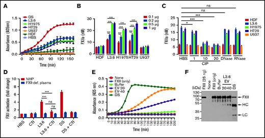 FXII activation by EVs derived from cancer cell lines. (A) Activation of FXII induced by EV from cancer cells (L3.6, H1975, HT29, and U937) and HDFs. (B) FXIIa generation by cancer cell–derived EV. EV-induced S-2302 hydrolysis was estimated at 90 minutes after addition of the indicated amount of EV (determined by protein concentration) and comparison with a FXIIa standard curve (supplemental Figure 3). (C) FXIIa generated by cancer cell–derived EV treated with DNase I (10 U/mL), RNase A (10 U/mL), and CIP (1, 10, and 20 U/mL). (D) Effect of CTI on FXII activation induced by L3.6 EV in NHP and FXII-deficient (FXII-def.) plasma. Hydrolysis of S-2302 in plasma incubated with EV in the presence or absence of CTI was compared. (E) Activation of purified FXII (375 nM) by EV. EVs (20 or 40 µg protein) were incubated in the presence of FXII (375 nM) and S-2302 and A405 were monitored for 90 minutes. (F) FXII cleavage in the presence of L3.6 EV was assessed by immunoblotting using the reaction mixture in (D). The FXII heavy chain (HC) and light chain (LC) were detected under reducing conditions using goat anti-human FXII polyclonal antibody. Bars represent means ± SEM. *P < .05, **P < .01, ***P < .001, 2-way ANOVA with multiple comparisons. ns, not significant.