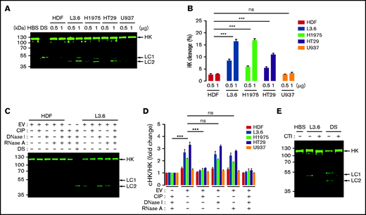 Cleavage of HK caused by cancer cell–derived EV. (A) HK cleavage in NHP incubated with cancer cell–derived EV (0.5 and 1 μg/mL) and analyzed by immunoblotting. (B) HK cleavage by EVs from (A) expressed as the percentage of cHK relative to intact HK. (C) HK cleavage 60 minutes after the addition of L3.6 EV following treatment of EV with CIP, DNase I, or RNase A. DS was used as a positive control. (D) Effect of CIP, DNase I, and RNase A on the cleavage of HK by EV from cancer cells and HDFs; the ratio of cHK/HK was determined by immunoblotting and infrared quantification. (E) Effect of CTI on L3.6 EV-induced cHK generation. L3.6 EV were incubated with NHP in the presence or absence of CTI (10 μg/mL) for 60 minutes. For HK cleavage analysis, a polyclonal rabbit anti-human HK antibody (D5; supplemental Figure 1) was used to detect HK and cHK. Bars represent means ± SEM. ***P < .001, 2-way ANOVA with multiple comparisons. LC1, light chain 1 (54 kDa); LC2, light chain 2 (47 kDa). ns, not significant.