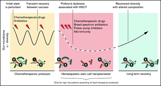 The trajectory of the GM during the therapeutic course of AL. The initial microbial state is perturbed by chemotherapeutic cycles with partial recovery between them. HSCT exerts a strong dysbiotic effect on the GM. Reconstitution after HSCT resembles the pre-HSCT state, but dysbiotic features often persist.