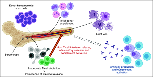 Proposed mechanism of graft rejection in patients with BMF syndromes.