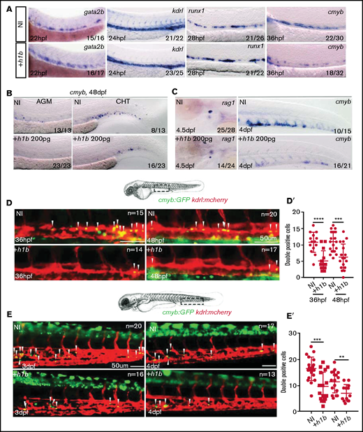 Hapln1b overexpression inhibits HSPC budding and development. (A) ISH expression of kdrl, runx1, and cmyb in non-injected or hapln1b mRNA–injected embryos. (B-C) ISH expression of cmyb in non-injected or hapln1b mRNA–injected embryos. (D-D′) Double-transgenic kdrl:mCherry/cmyb:GFP embryos at 36 and 48 hpf. Bar represents 50 µm. (D′) NI vs +h1b-injected at 36 hpf, P < .0001; and at 48 hpf, P = .0003. (E-E′) Imaging double-transgenic kdrl:mCherry/cmyb:GFP embryos at 3 and 4 dpf. Bar represents 50 µm. (E′) NI vs +h1b injected at 3 dpf, P = .0003; and at 4 dpf, P = .004. NI, non-injected, +h1b: hapln1b mRNA–injected.